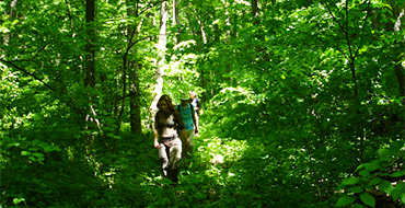 gomolshanskie lesa 11