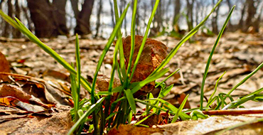 gomolshanskie lesa 2