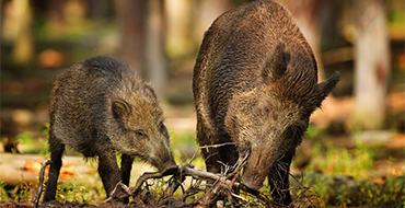 gomolshanskie lesa 8