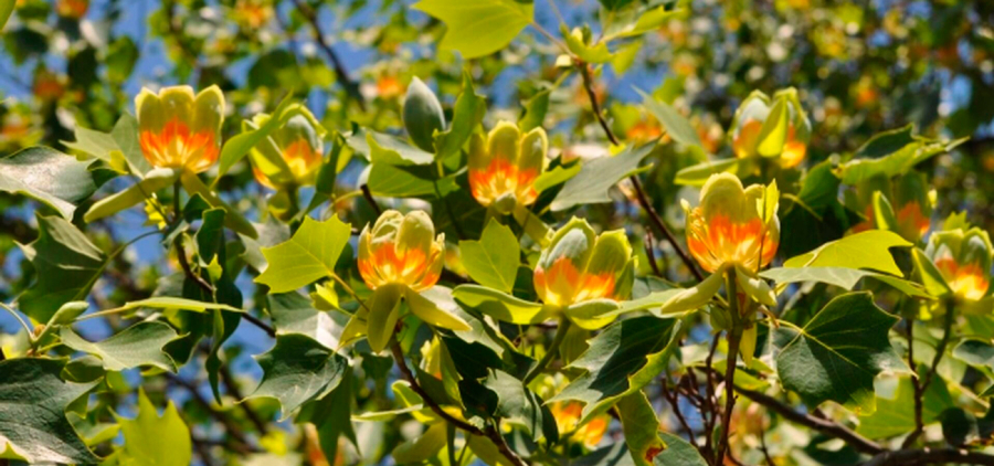 Майфайний тур на тюльпанові дерева. Закарпаття # Карпати # Замки # Спа