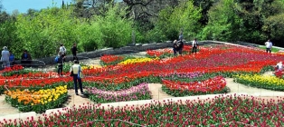 The parade of tulips. 2 days in spring Crimea
