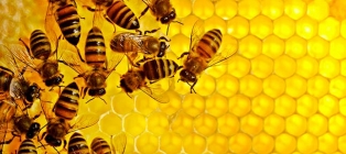 Bee and honey. Kharkov Beekeeping Center