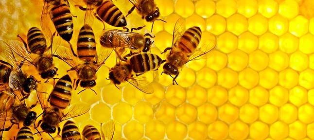 Pszczoła i miód. Centrum Pszczelarskie w Charkowie