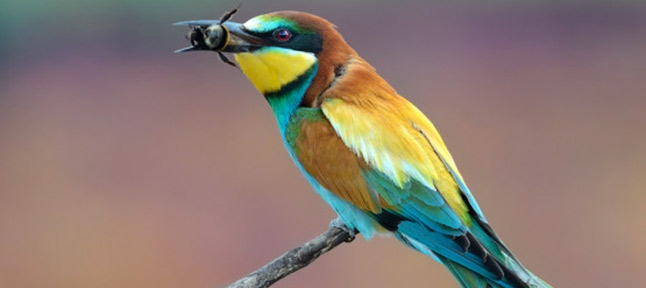 Birdwatching і звірині стежки. НПП &quot;Гомільшанські ліси&quot;