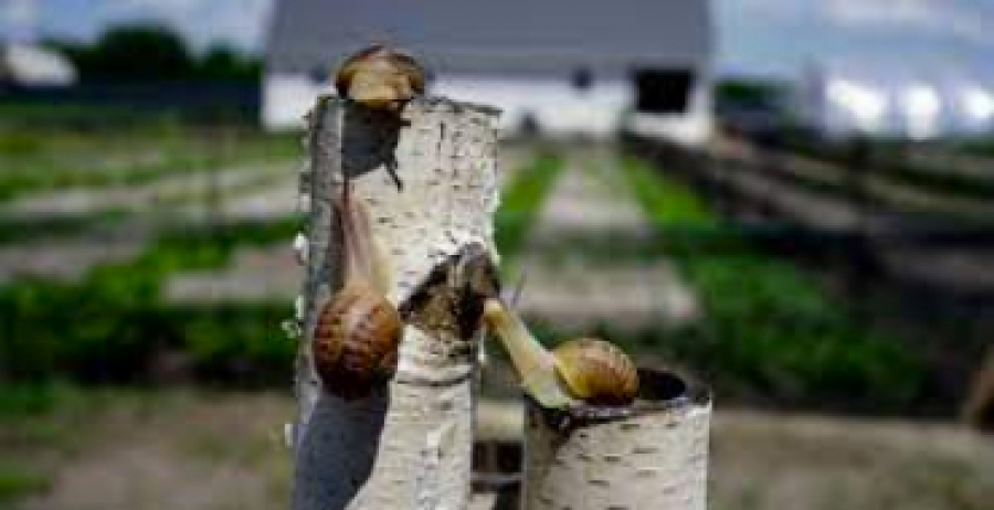 Гастротур Полтавщиною. "Лісовий равлик" - Абазівка