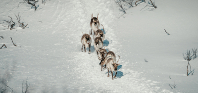 Різдво у Лапландії