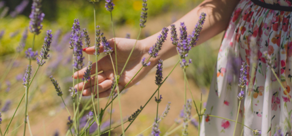 Казка про Прованс