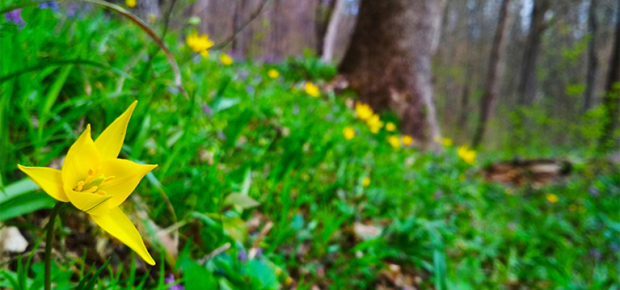 Мурафська дача та торф'яні болота. НПП "Слобожанський" - Краснокутський дендропарк - Співочі тераси