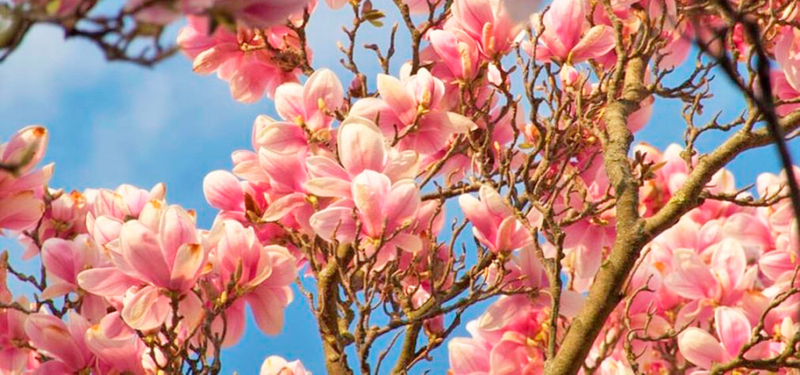 Транскарпатський вояж. Магнолії та релакс