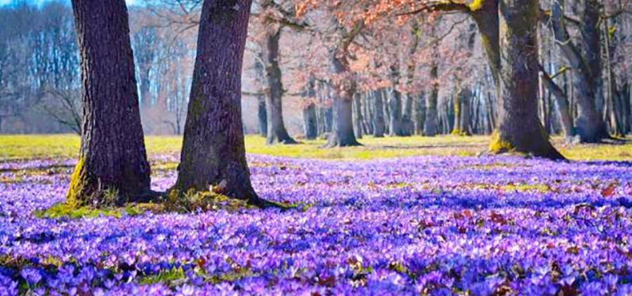 Майфайний тур на крокуси. Закарпаття # Карпати # Замки # Спа