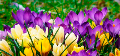 Весняний букет. 8 Березня на Закарпатті + цвітіння крокусів!